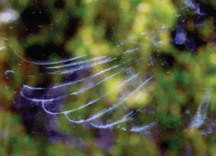 the print of an angel's wing left on a window