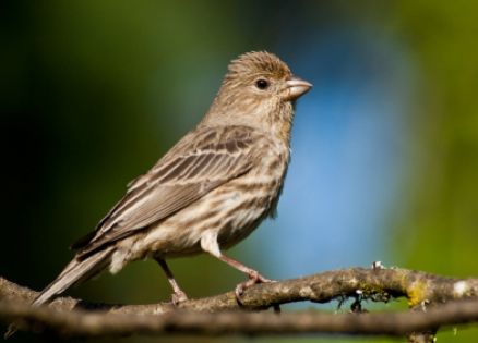 A finch sitting on a branch