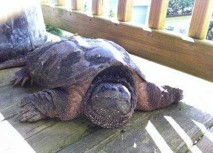 A lost turtle helped home by Mysterious Ways blogger Adam Hunter