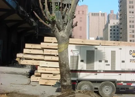 The "Survivor Tree" from the World Trade Center, September 11