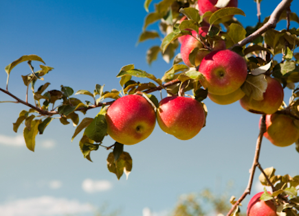An apple tree bursting with fresh, ripe apples.