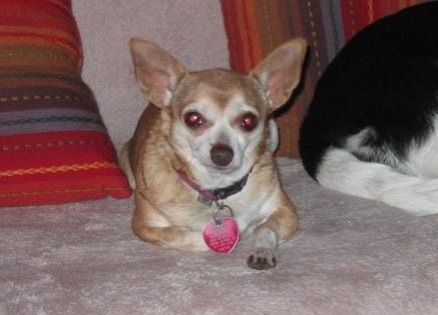 Daisy, the missing Chihuahua who was found thanks to the power of prayer