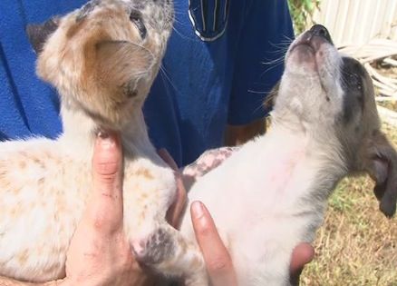 Two little puppies that kept a missing boy warm. Photo courtesy WAFF.com
