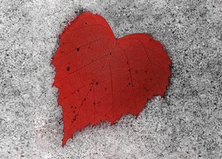 A red leaf in the shape of a heart