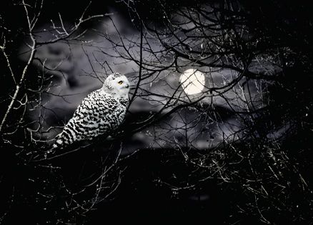 An owl in a tree on a moonlight night