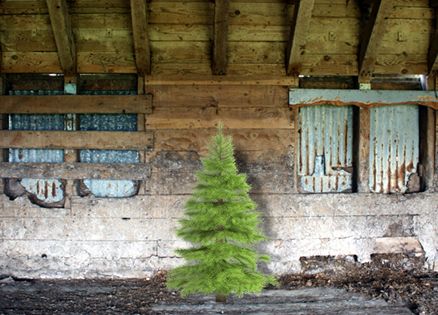 A small Christmas tree in an old barn