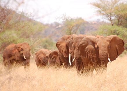 Elephants photographed by Guideposts president and CEO Richard Hopple on safari