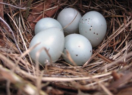 A bird's nest with five gray eggs