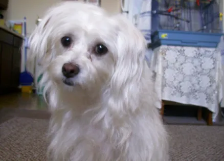 Jan Nash's poodle/terrier mix stray, Angel