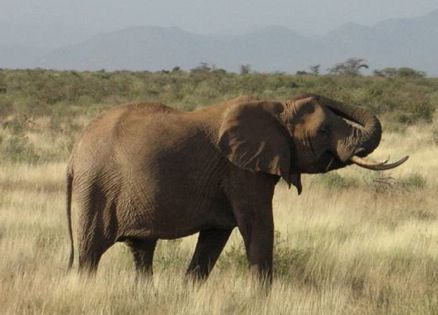 A Kenyan elephant from prayer blogger Rick Hamlin's safari