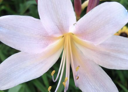 A surprise lily in bloom