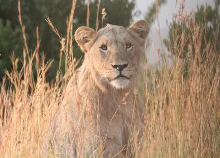 A young lion, photographed on safari in South Africa