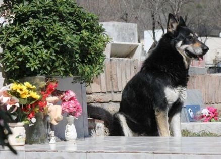 Loyal dog Capitan sits on his master's grave. Santiago Berioli/NY Daily News.