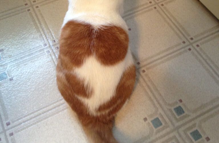 A cat named Murphy with orange angel wings