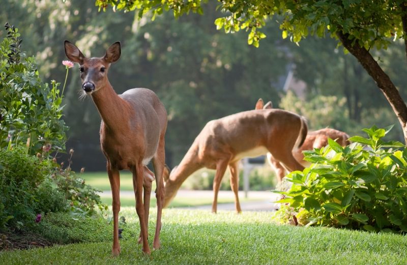 a group of deer in a front yard