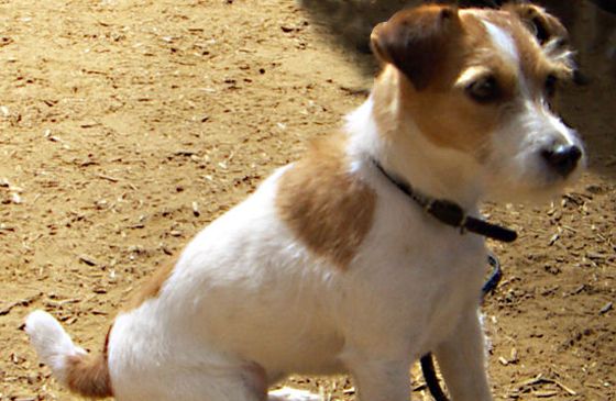 A Jack Russell Terrier