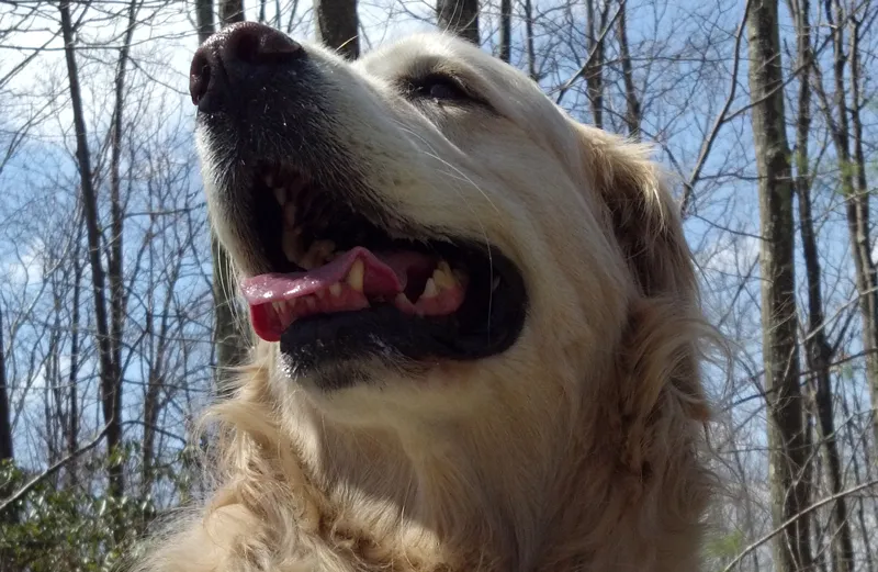 Guideposts Editor-in-Chief Edward Grinnan's dog, Millie