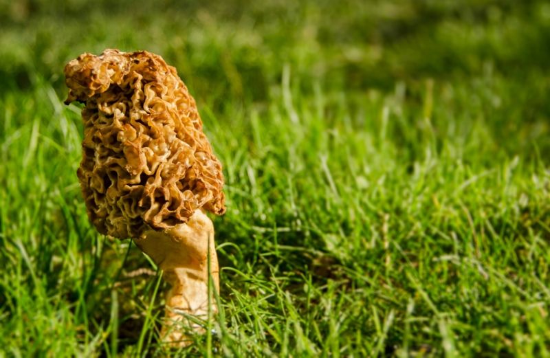 A morel mushroom growing in the grass