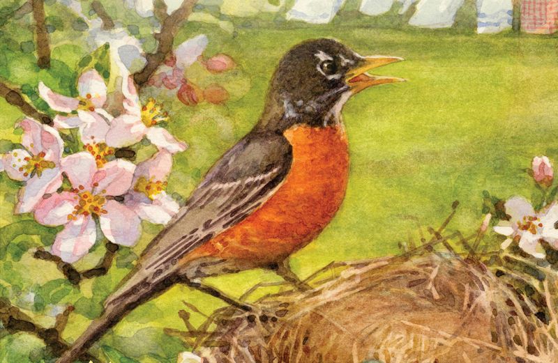 Talk of the Town Cover, a bird on a nest in spring