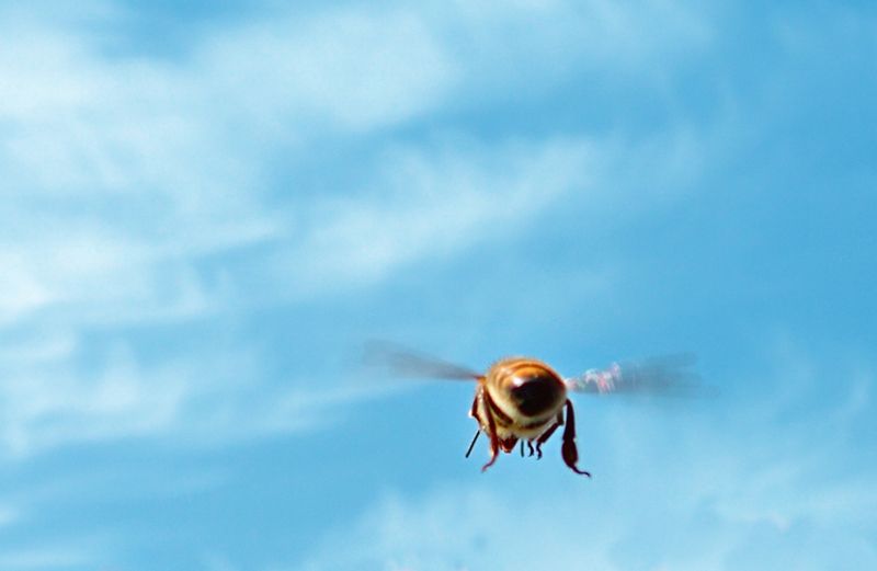 A flying bee against a blue sky streaked with wispy clouds