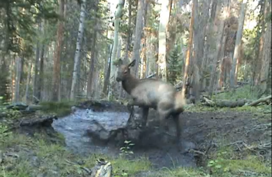 baby elk plays in puddle