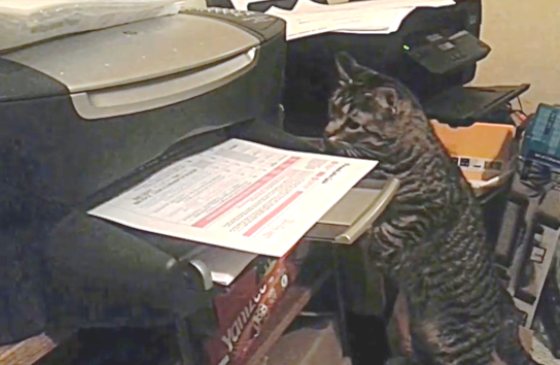 curious cat attacks printer
