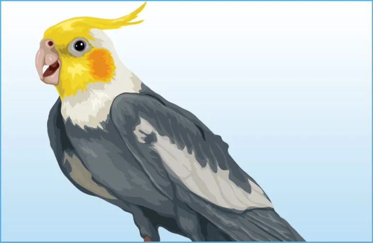 An artist's rendering of a grey cockatiel