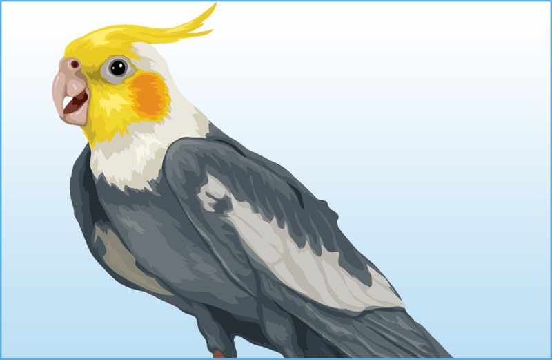 An artist's rendering of a grey cockatiel