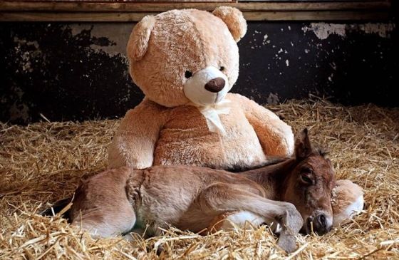 Teddy bear and orphaned foal snuggling