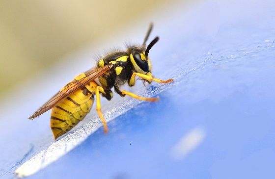 wasp on a patio table