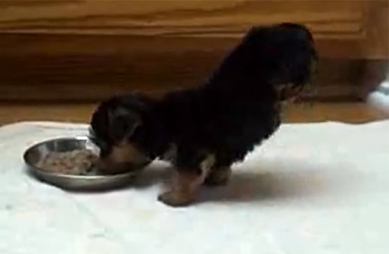 A Yorkie pup doing handstands