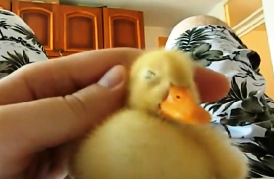 adorable duck gets pampered
