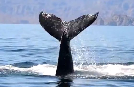 The young humpback's tail emerges from the water.