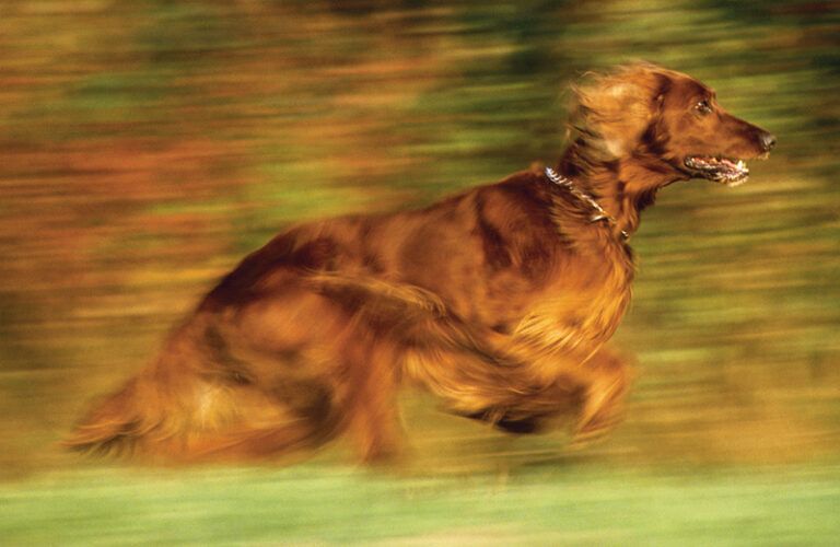 A photo of an Irish setter running across a field
