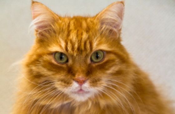 a gorgeous orange tabby cat with peridot eyes