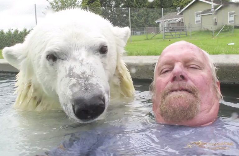 Grizzly man Mark Dumas swims with a polar bear