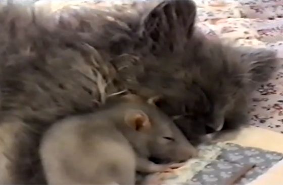 A cat and a rat curl up together for a nap.