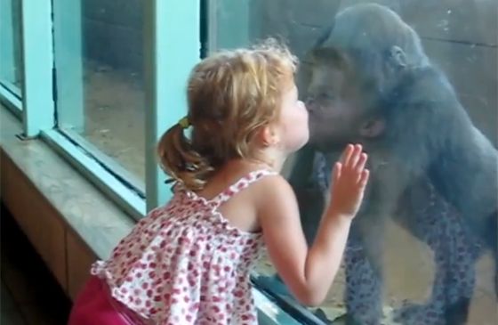 A little girl and a baby gorilla smooch through a pane of glass.