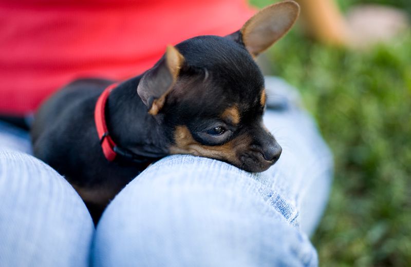 A black chihuahua in a woman's lap