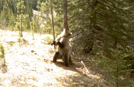 A bear scratches his back against a tree.