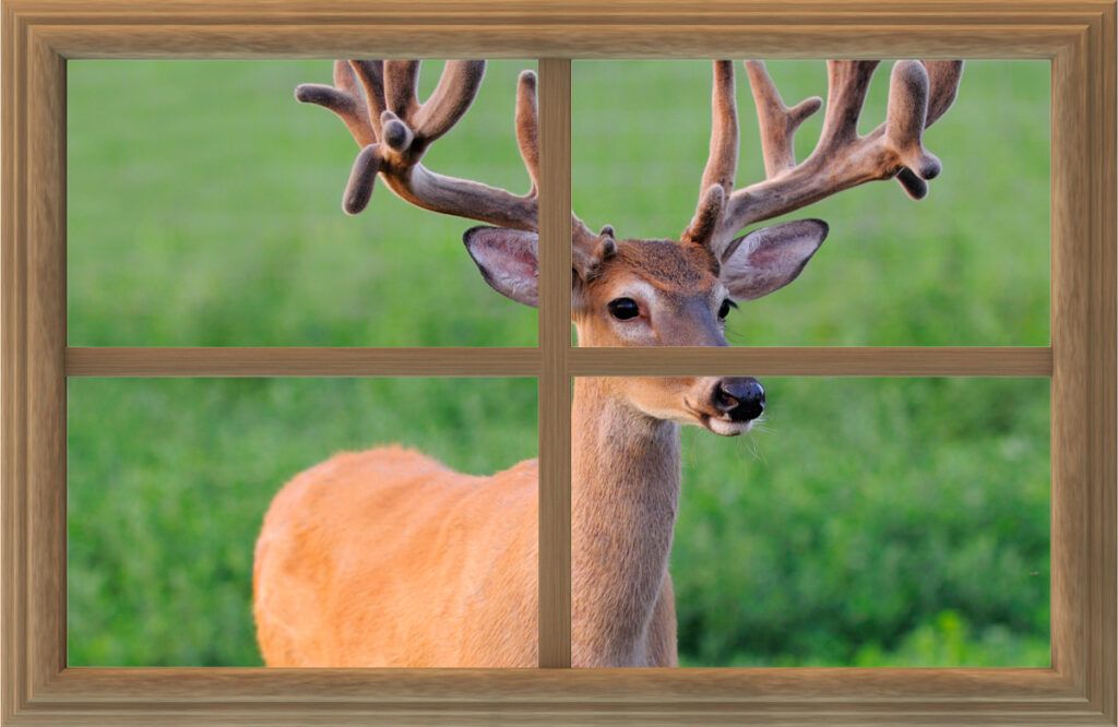 A deer viewed through a window frame