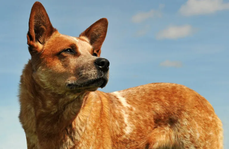 An Australian Cattle Dog