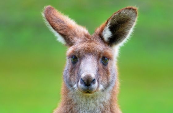 Close-up of a kangaroo.