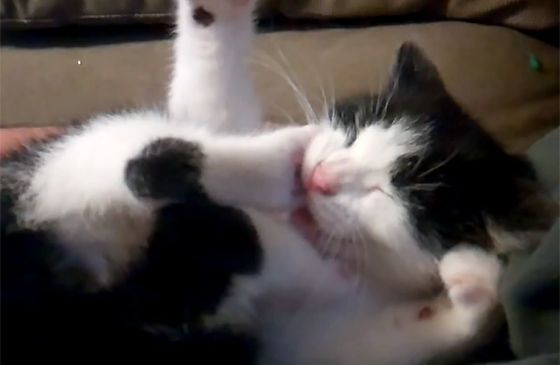 A black-and-white kitten uses its rear paws as playthings.