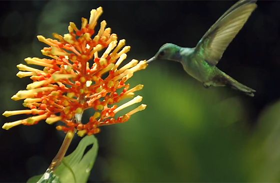 A hummingbird hovers near a colorful flower.