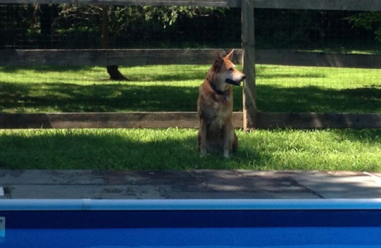 Positive Thinking blogger Amy Wong's dog Winky sitting by a pool