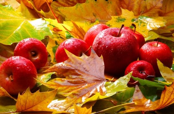 apple in leaves