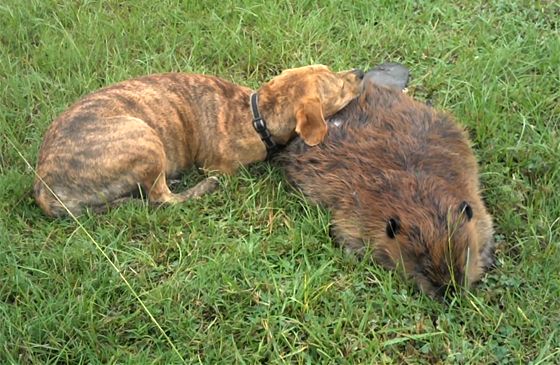 Bella the dog cuddles up to her departed friend, Beavis the beaver.