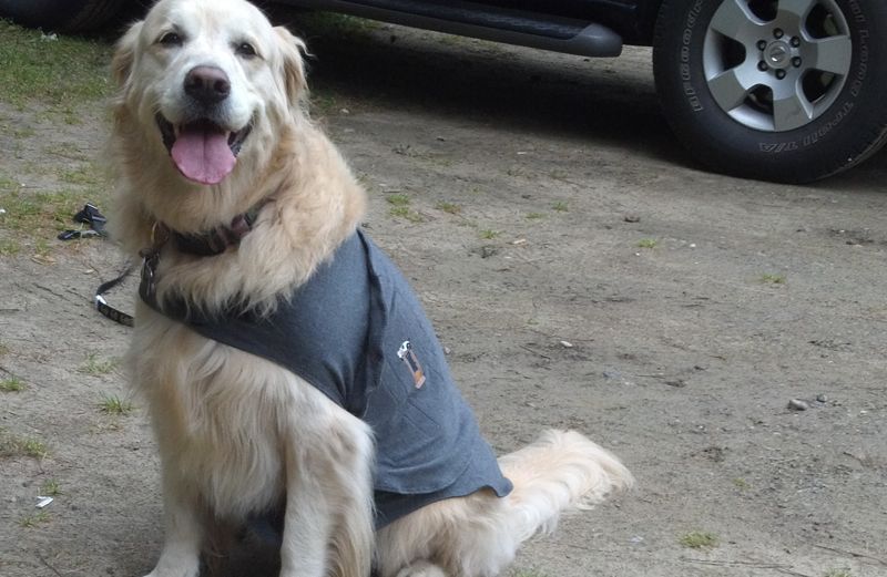 Guideposts Editor-in-Chief Edward Grinnan's dog Millie wearing a Thundershirt