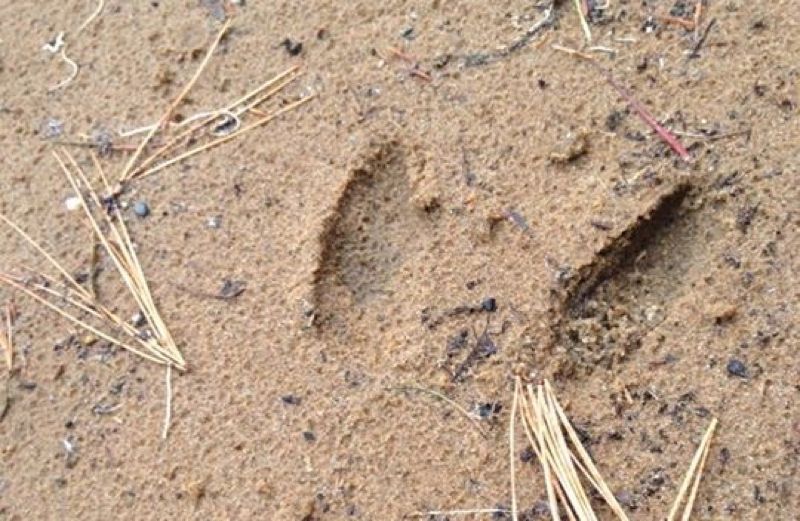 Buck footprint in the sand, submitted by Angels on Earth reader Dawn Guterman